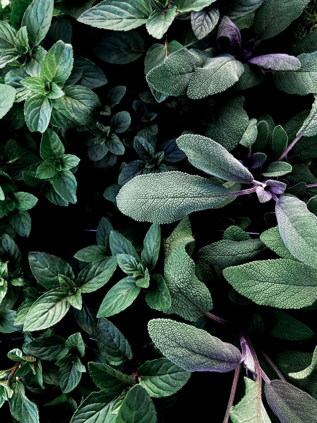 Discover the Magic of Herbs: Nurturing Health, Flavor, and Beauty