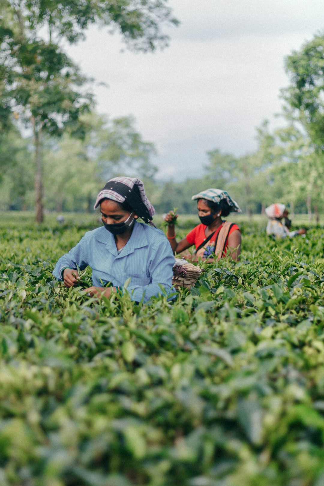 The Art of Tea: A Journey Through Culture and Tradition