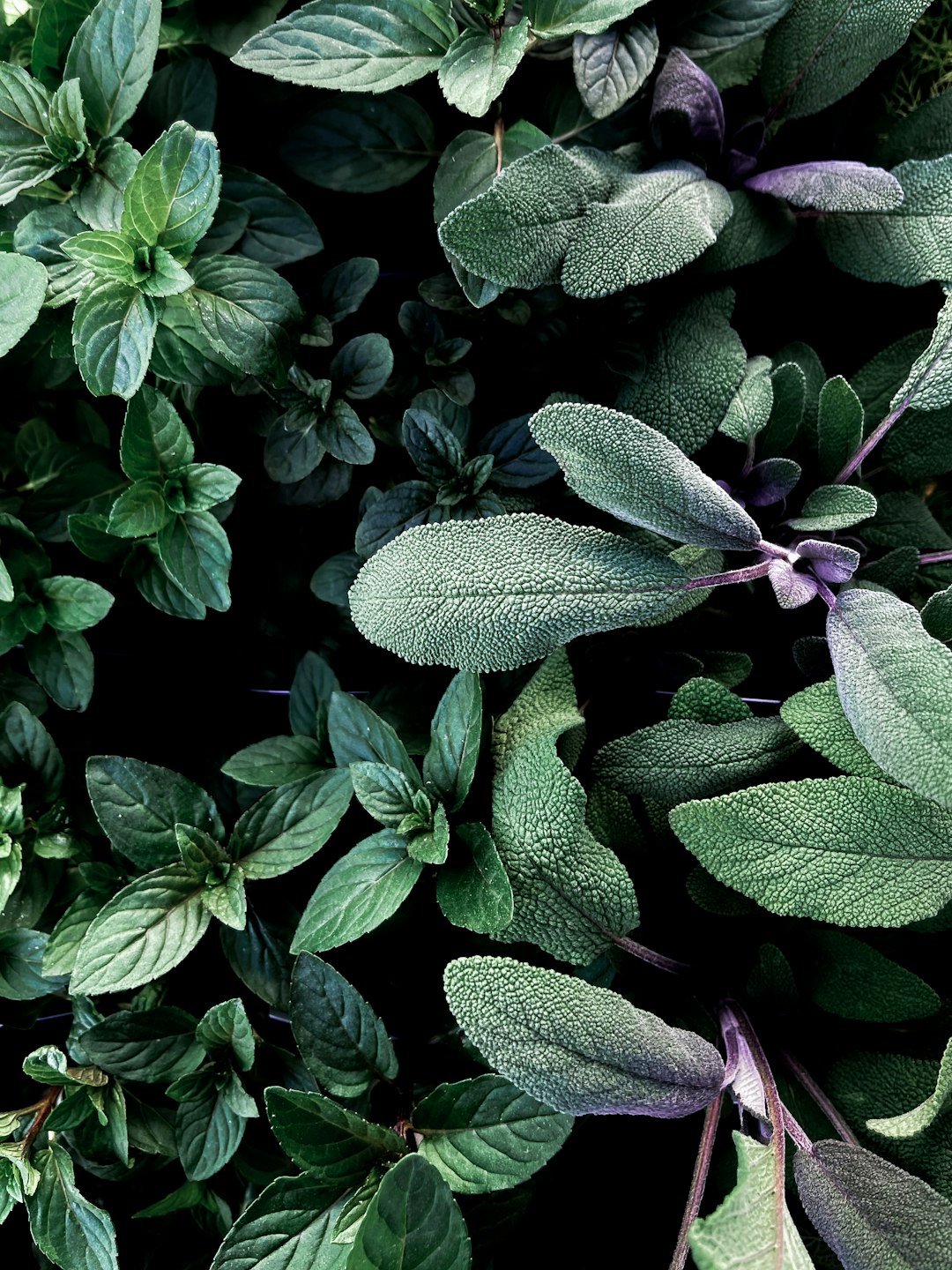 The Magic of Herbs: A Guide to Harnessing Nature’s Healing Power